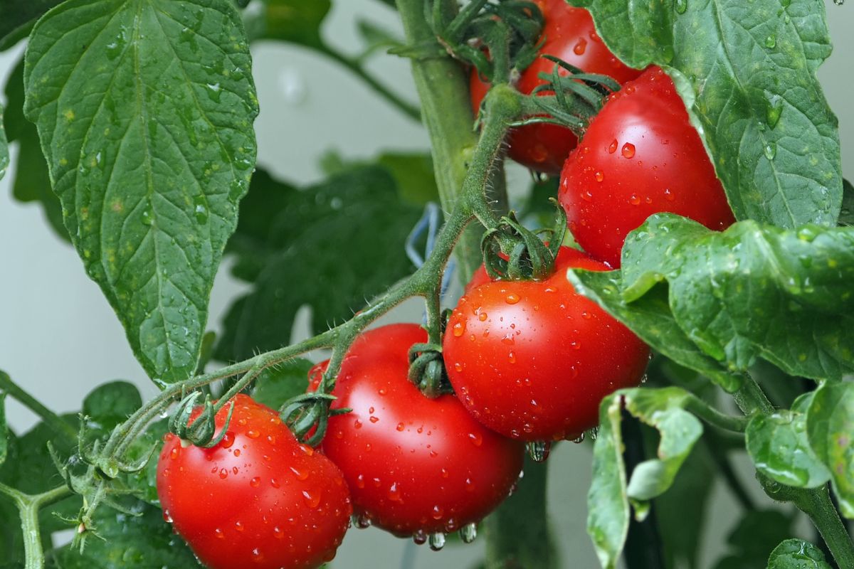 Por que é melhor comer tomate cozido do que cru? Entenda agora