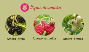 tipos de amora