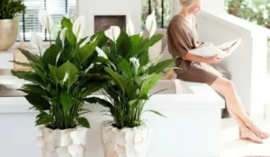 5 plantas que ajudam a melhorar o ar e ainda embelezam a sua casa