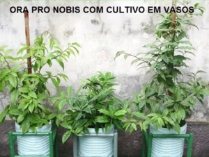 Como cultivar ora-pro-nobis no vaso na sua casa