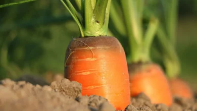 Como fazer um plantio correto de cenoura orgânico na sua horta