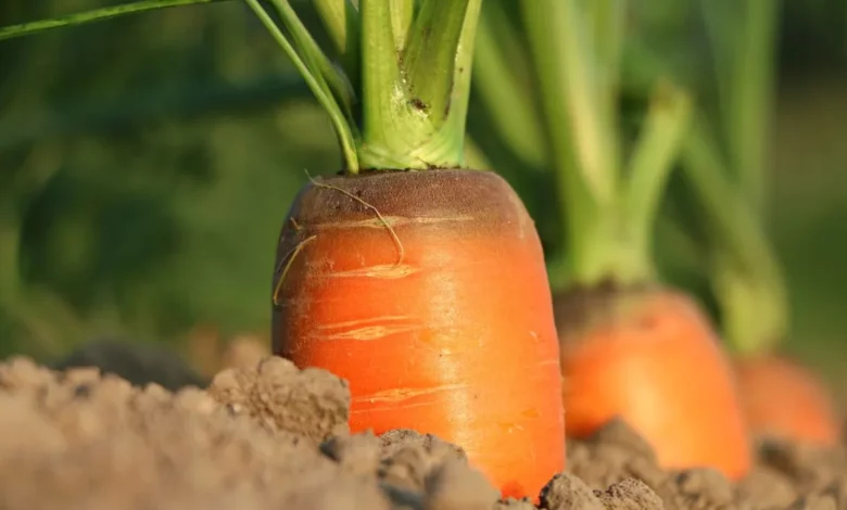 Como fazer um plantio correto de cenoura orgânico na sua horta