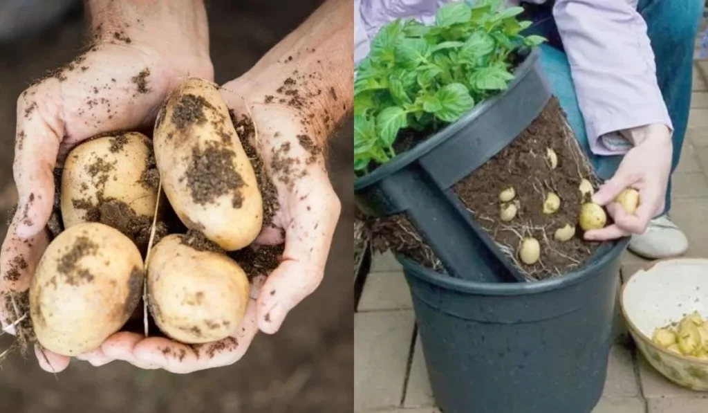 Como plantar batatas no balde, aprenda essa técnica