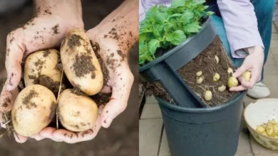 Como plantar batatas no balde, aprenda essa técnica