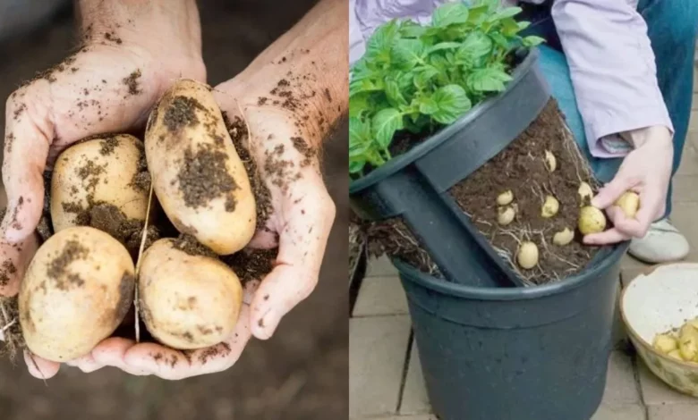 Como plantar batatas no balde, aprenda essa técnica