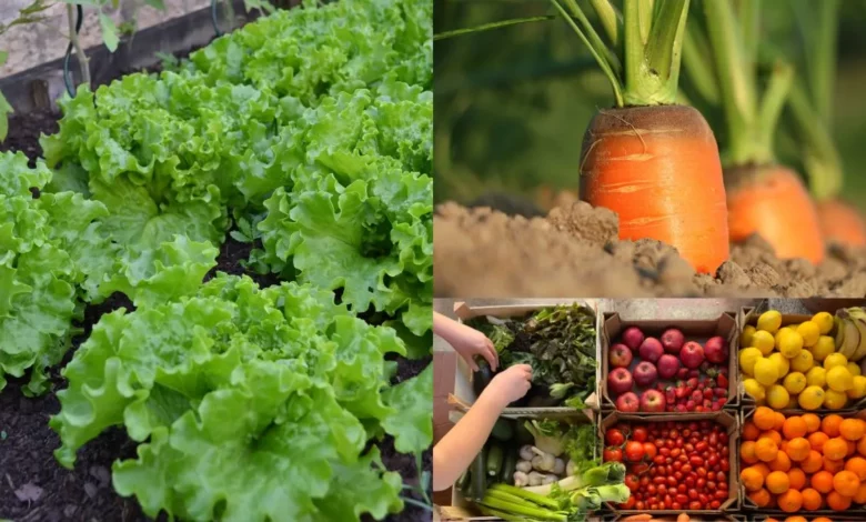 Saiba como produzir alimentos em casa de forma sustentável