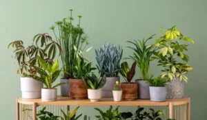 6 plantas para cultivar em casa muito resistentes; confira