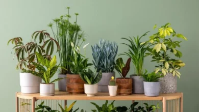 plantas para cultivar em casa