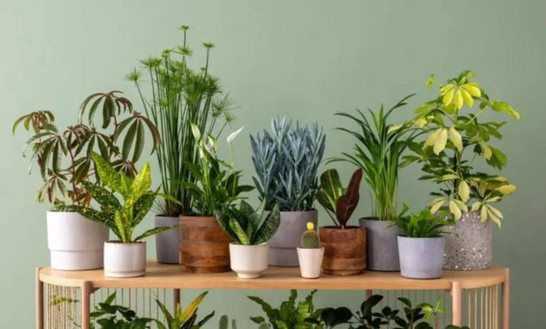 plantas para cultivar em casa