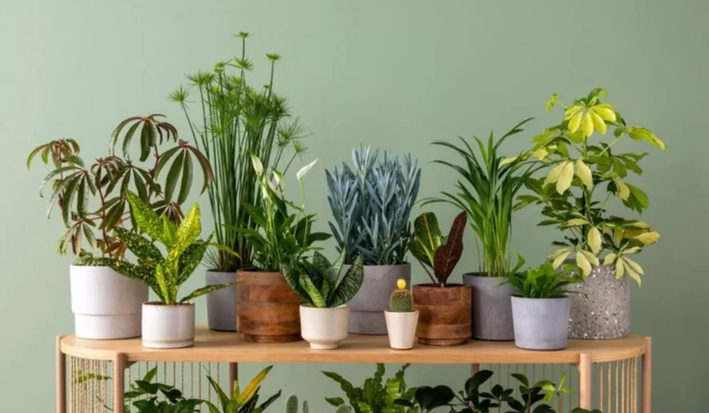 plantas para cultivar em casa