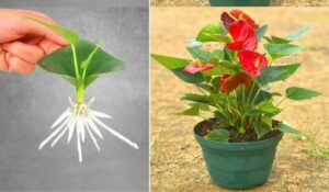 COMO CUIDAR DE ANTÚRIO DA MANEIRA MAIS FÁCIL (FLOR FLAMINGO)