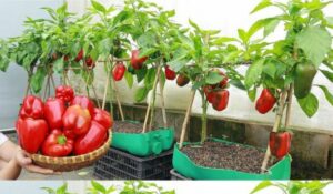 Como cultivar Pimenta em casa