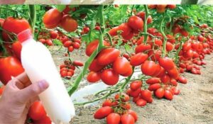 O melhor fertilizante orgânico barato – explosão para tomates e pepinos