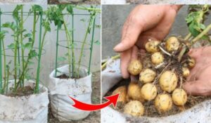 O método natural mais poderoso de todos os tempos para proteger as batatas dos besouros