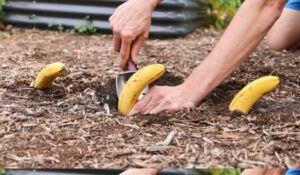 Plante 4 bananas em seu jardim, você realmente não espera o que acontecerá a seguir