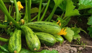 Cultivo de Abobrinha em Casa: Segredos para uma Colheita Abundante