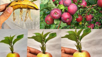 Como Cultivar uma Macieira