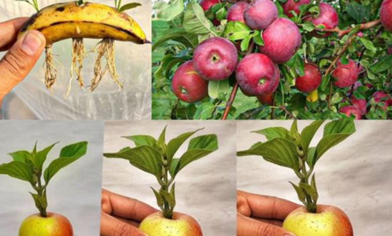 Como Cultivar uma Macieira