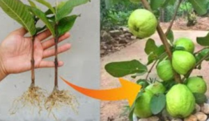 Como Cultivar Árvores de Goiaba a Partir de Folhas de Goiaba