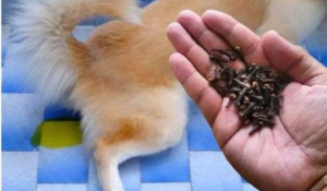 Receita Caseira com Cravo-da-Índia para Evitar que o Cachorro Urine Dentro de Casa