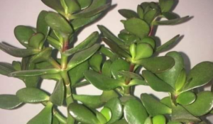 Planta Jade: Beleza, Prosperidade e Curiosidades