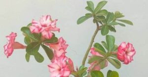 Como cultivar A rosa-do-deserto (Adenium obesum)