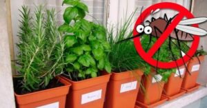 5 Plantas que Mantêm Aranhas, Formigas, Moscas e Mosquitos Fora de Casa!