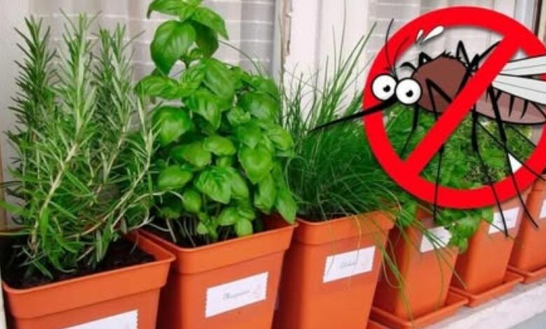 Existem diversas plantas que, além de decorar o ambiente, ajudam a afastar insetos indesejados como aranhas, formigas, moscas e mosquitos.