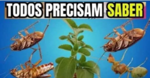 Repelente Caseiro Poderoso: Boldo e Cravo, Seus Inimigos Naturais Contra Pragas
