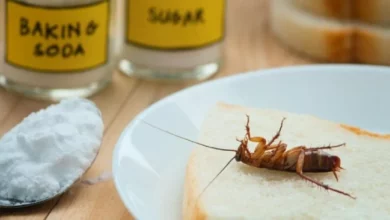 Imagem de um inseto semelhante a uma baratas sobre uma fatia de pão, com vidros de ingredientes como bicarbonato de sódio e açúcar ao fundo. Ideal para discutir controle de pragas ou insetos domésticos na cozinha.