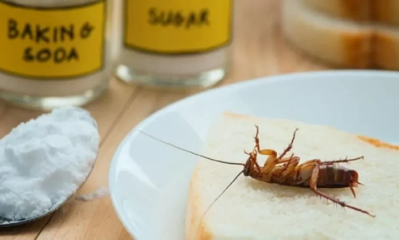 Imagem de um inseto semelhante a uma baratas sobre uma fatia de pão, com vidros de ingredientes como bicarbonato de sódio e açúcar ao fundo. Ideal para discutir controle de pragas ou insetos domésticos na cozinha.