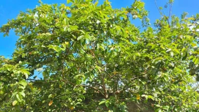 Imagem de um pé de goiaba frutífera com folhas verdes sob céu azul, destacando-se por seu tamanho e folhagem densa, típica de árvores de clima tropical.