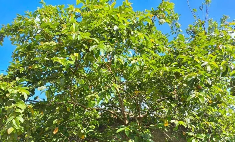 Imagem de um pé de goiaba frutífera com folhas verdes sob céu azul, destacando-se por seu tamanho e folhagem densa, típica de árvores de clima tropical.