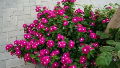 Flor de vinca com flores rosas vibrantes em uma planta crescendo ao lado de uma calçada de blocos, ideal para decoração de jardins e varandas.