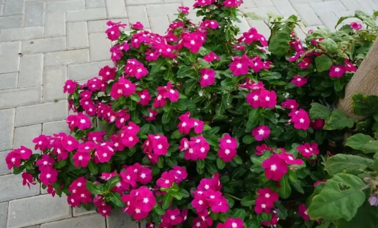 Flor de vinca com flores rosas vibrantes em uma planta crescendo ao lado de uma calçada de blocos, ideal para decoração de jardins e varandas.