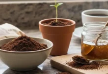 Uma mesa com elementos que mostram como **reutilizar borra de café**, incluindo um vaso de planta com borra, uma tigela de borra, um pote de esfoliante caseiro e uma xícara de café.