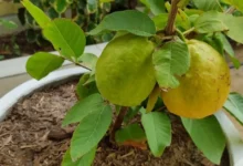 arvore frutífera goiabeira plantada no vaso