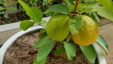 arvore frutífera goiabeira plantada no vaso