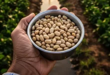 O Segredo Agrícola da Índia: Por que o País é o Maior Produtor de Feijão do Planeta e Sustenta 1/3 do Consumo Global