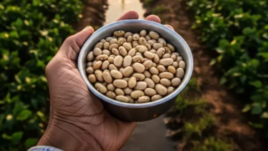 O Segredo Agrícola da Índia: Por que o País é o Maior Produtor de Feijão do Planeta e Sustenta 1/3 do Consumo Global