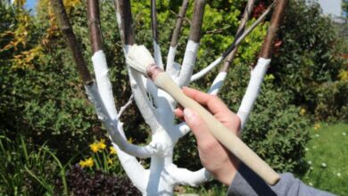 imagem do tronco de árvore frutífera com cal aplicada