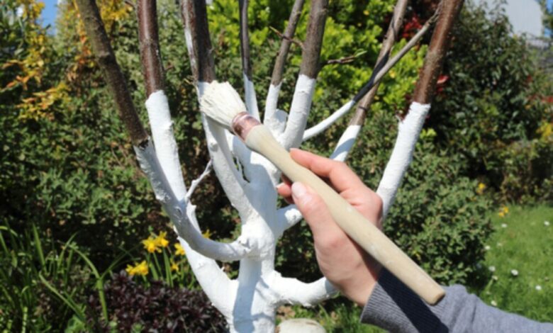 imagem do tronco de árvore frutífera com cal aplicada