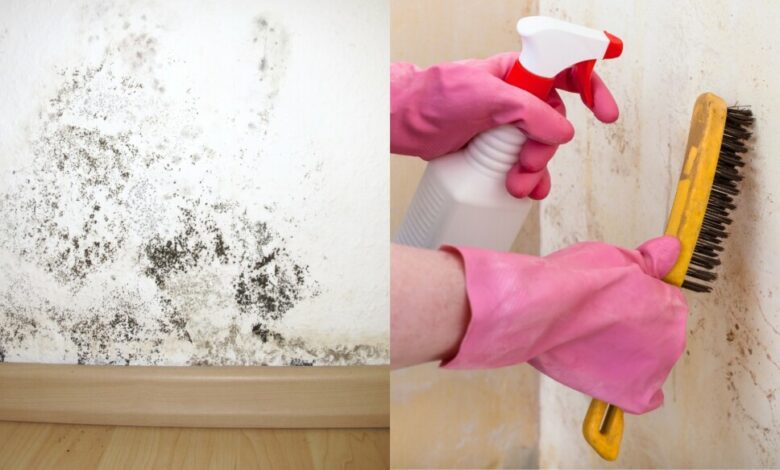 Muitas donas de casa está fazendo isso para acabar com a umidade das paredes de vez