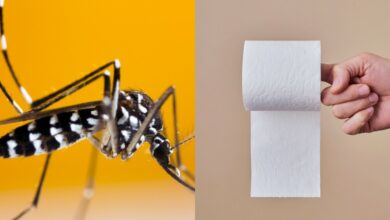 "Rolo de papel higiênico usado em truque caseiro para afastar mosquitos dentro de casa"
