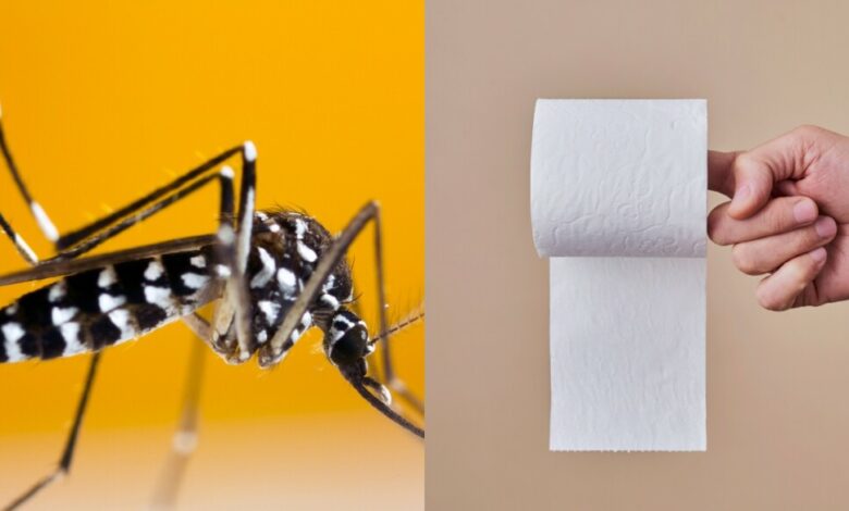 "Rolo de papel higiênico usado em truque caseiro para afastar mosquitos dentro de casa"