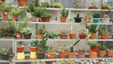 Vaso sendo preparado passo a passo para ensinar como plantar no vaso