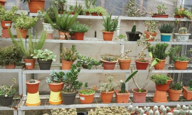 Vaso sendo preparado passo a passo para ensinar como plantar no vaso