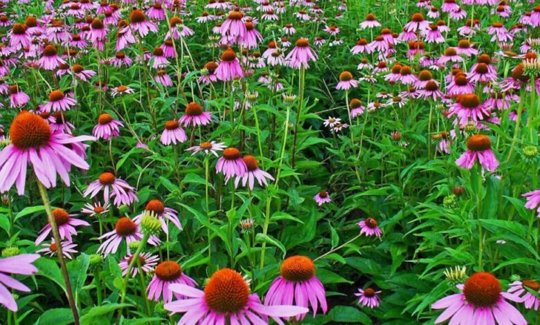 A planta Echinacea purpurea representando Antibiótico natural mais poderoso para imunidade e respiração: o que estudos apontam