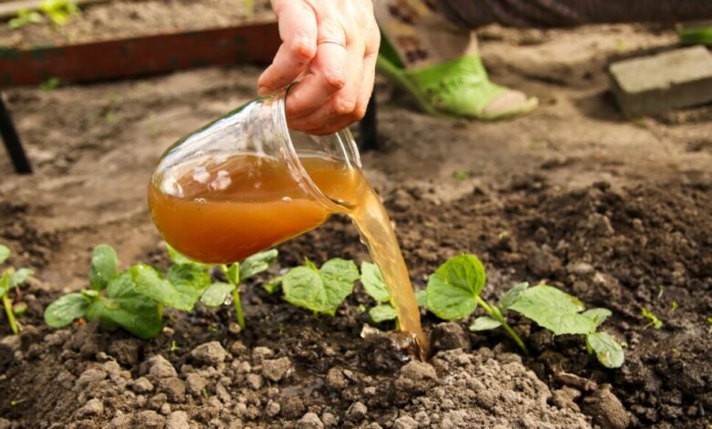 Adubo feito em casa: Como preparar o melhor fertilizante natural para qualquer planta