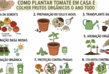 Como Plantar Tomate em Casa e Colher Frutos Orgânicos o Ano Todo